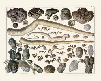 Seba B2 094 Barnacles